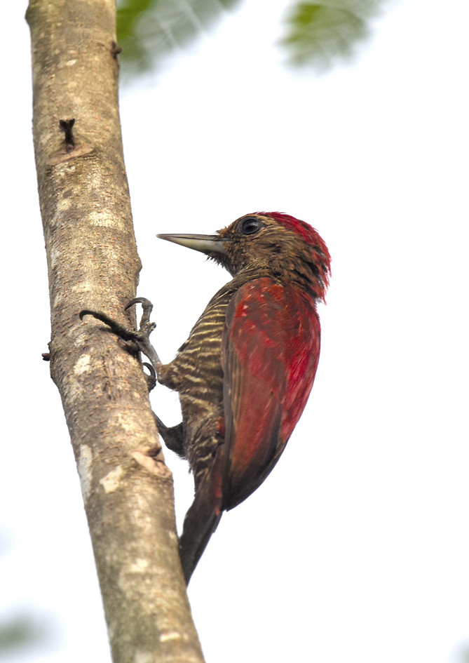 image Blood-colored Woodpecker